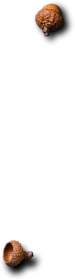 Le Comptoir de l'inde