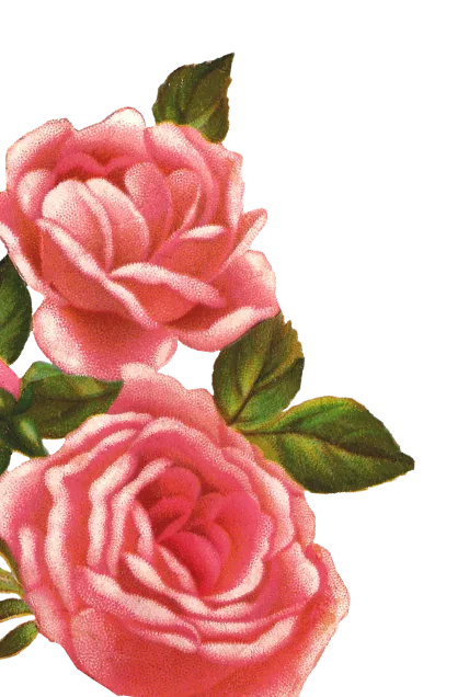 flower graphic