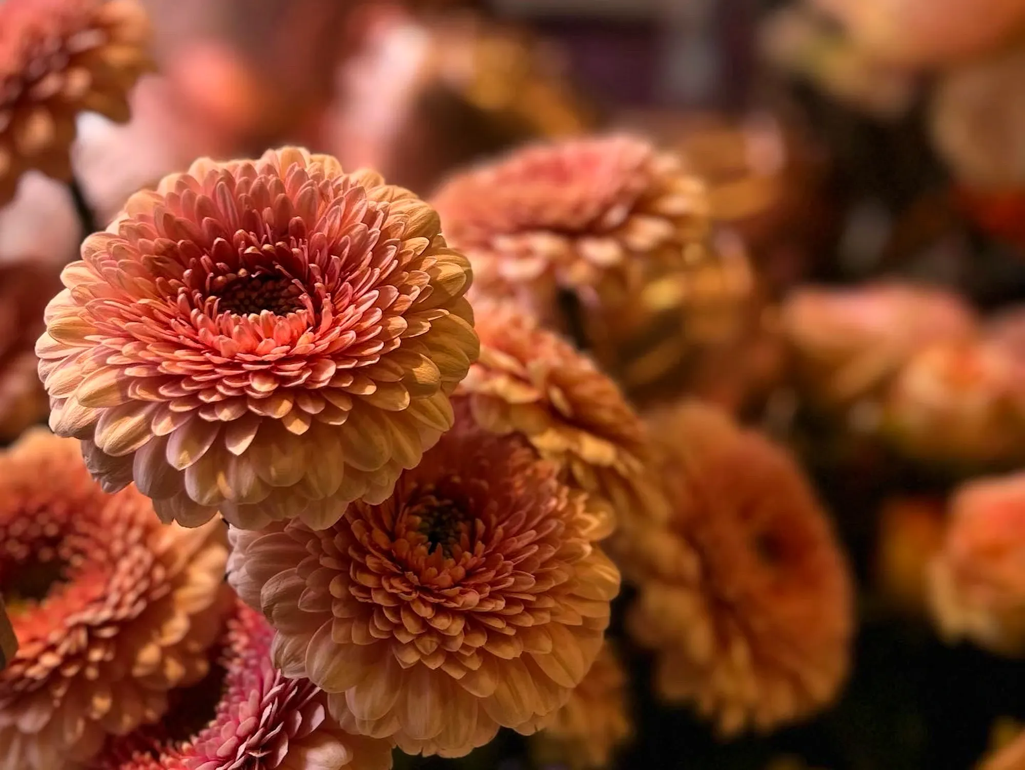 Seasonal flowers and plants, freshness guaranteed At Lily of the Valley, we only choose seasonal flowers and plants, carefully selected for their quality and beauty.