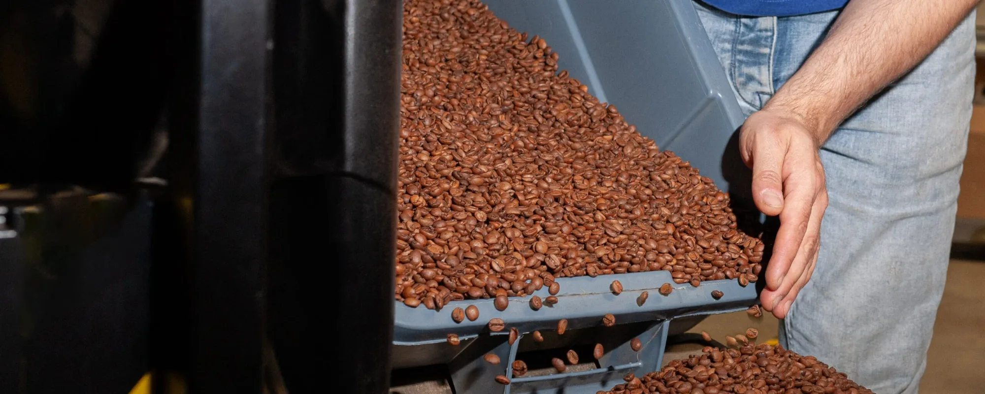 Man checking coffee beans coming out of a chute